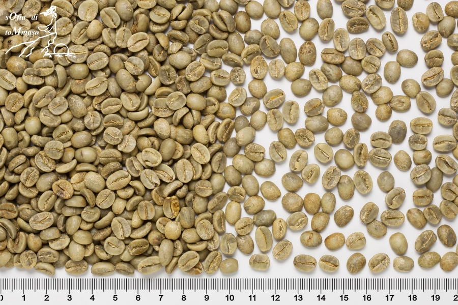 Зеленый кофе в зернах сорт Арабика Индия Plantation AA, scr 18