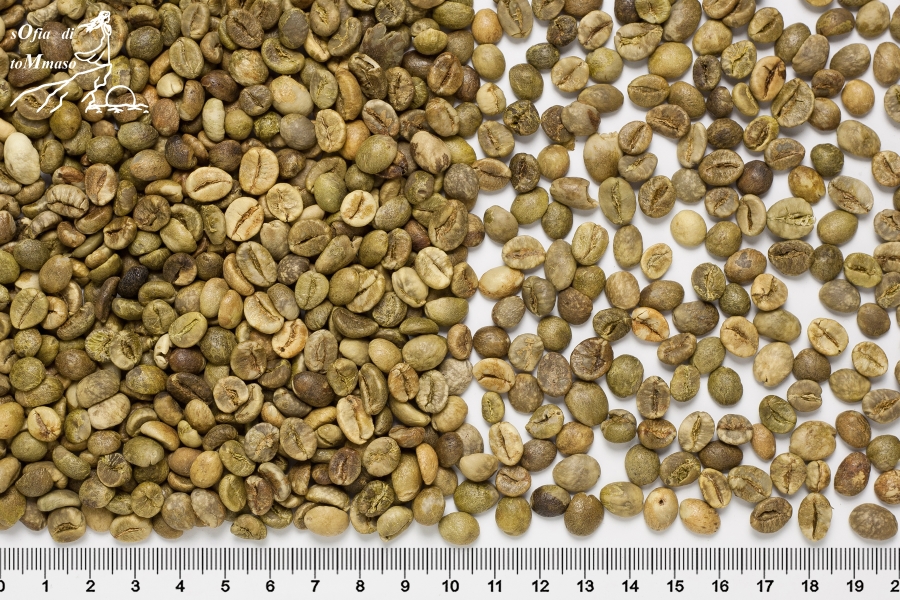 Зеленый кофе в зернах сорт Робуста Вьетнам, scr 18